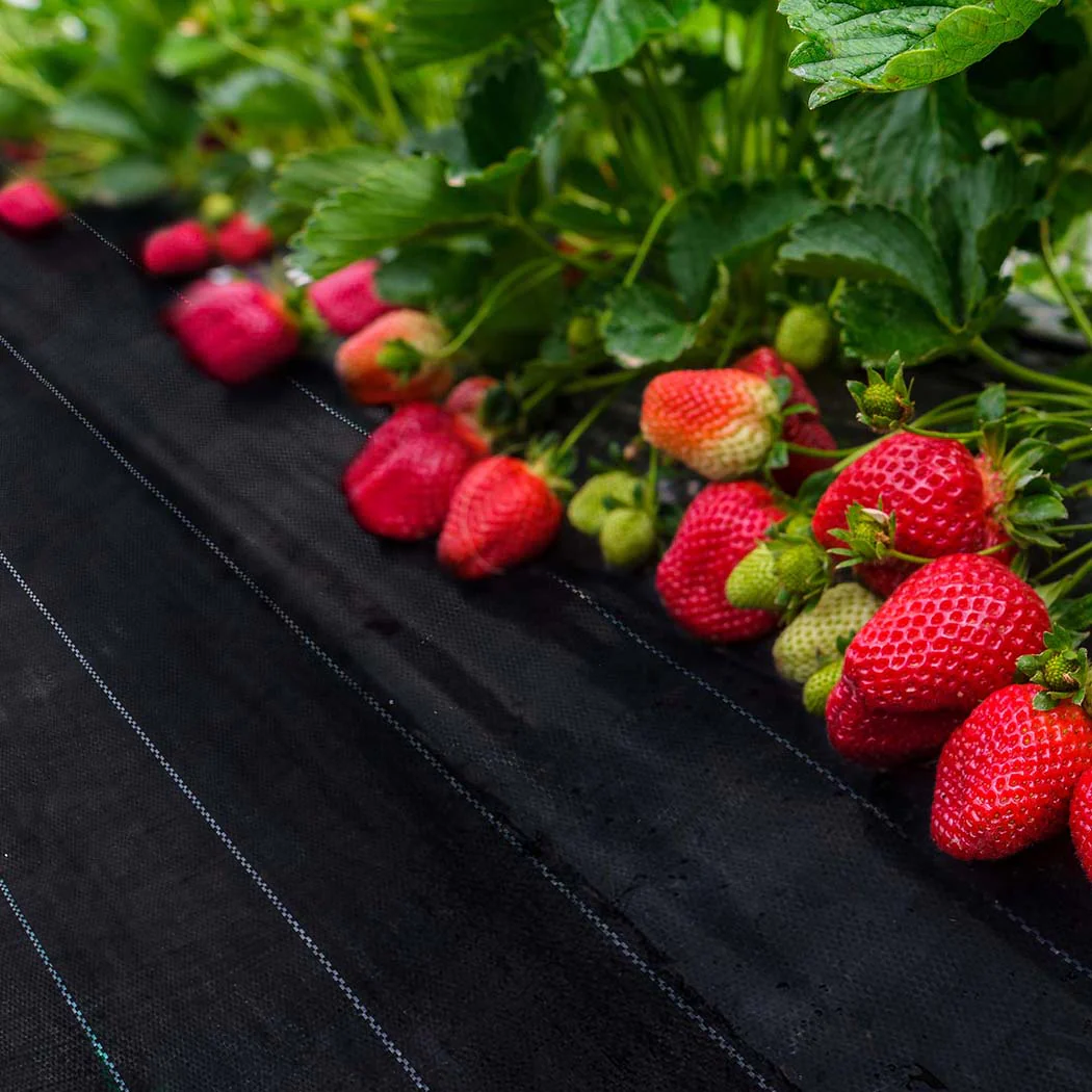 Lambu Weed Mat 1.83mx100m Plant Control XXX-Large - Image 7